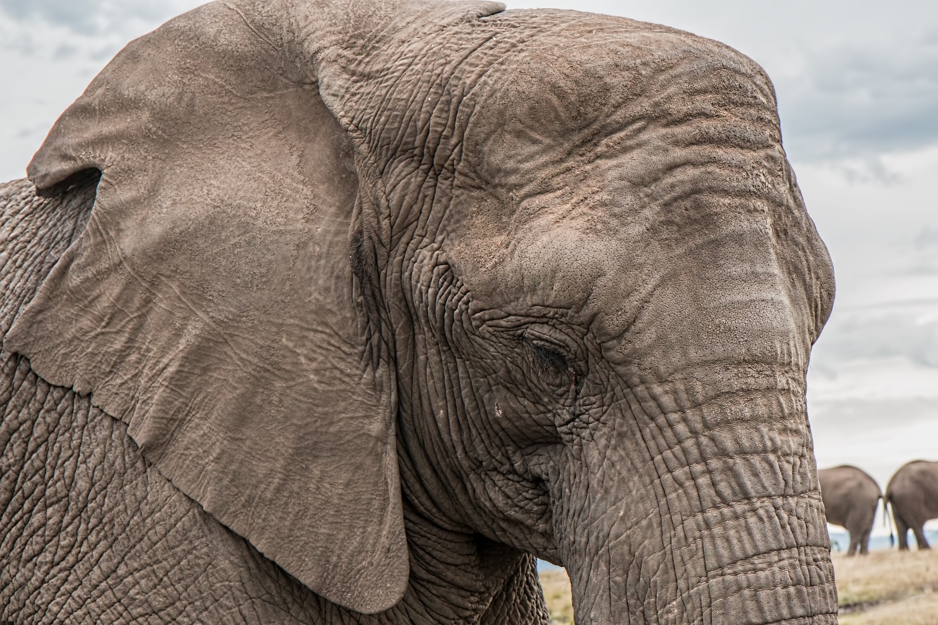 elephant-1526709_1920.jpg